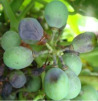 Peronospóra viniča - Plasmopara viticola