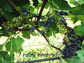 Spŕchavosť v mladom vinohrade