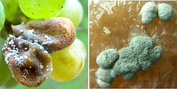 Zelená (modrá) pleseň - Penicillium expansum